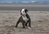 BOULEDOGUE AMERICAIN 234
